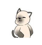 プールサイドのシャム猫（個別スタンプ：31）
