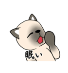 プールサイドのシャム猫（個別スタンプ：38）