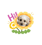 Daily life of egg dog（個別スタンプ：1）