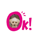 Daily life of egg dog（個別スタンプ：2）