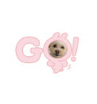 Daily life of egg dog（個別スタンプ：4）