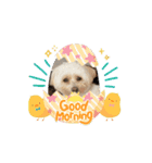 Daily life of egg dog（個別スタンプ：5）