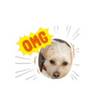 Daily life of egg dog（個別スタンプ：10）