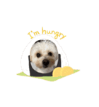 Daily life of egg dog（個別スタンプ：16）