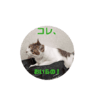 猫のいるヲタクLIFE（個別スタンプ：4）