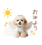 天使と悪魔♡プードルの日常スタンプ（個別スタンプ：1）