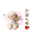 天使と悪魔♡プードルの日常スタンプ（個別スタンプ：2）