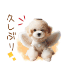 天使と悪魔♡プードルの日常スタンプ（個別スタンプ：18）