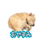 白豆柴の豆助スタンプ（個別スタンプ：3）