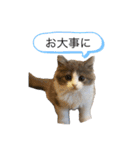 猫のだいふく＆こふく スタンプ（個別スタンプ：2）