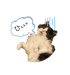 猫のだいふく＆こふく スタンプ（個別スタンプ：4）