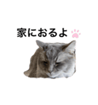 猫のだいふく＆こふく スタンプ（個別スタンプ：6）