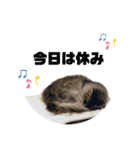 猫のだいふく＆こふく スタンプ（個別スタンプ：8）