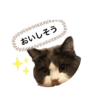 猫のだいふく＆こふく スタンプ（個別スタンプ：11）