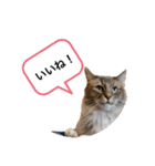 猫のだいふく＆こふく スタンプ（個別スタンプ：12）