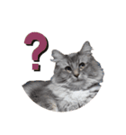 猫のだいふく＆こふく スタンプ（個別スタンプ：13）