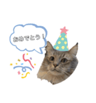猫のだいふく＆こふく スタンプ（個別スタンプ：14）