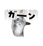 猫のだいふく＆こふく スタンプ（個別スタンプ：16）