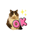 猫のだいふく＆こふく スタンプ（個別スタンプ：17）