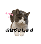 猫のだいふく＆こふく スタンプ（個別スタンプ：18）