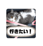 猫のだいふく＆こふく スタンプ（個別スタンプ：20）