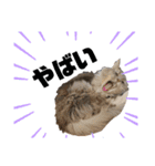 猫のだいふく＆こふく スタンプ（個別スタンプ：21）