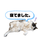 猫のだいふく＆こふく スタンプ（個別スタンプ：22）