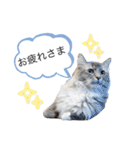 猫のだいふく＆こふく スタンプ（個別スタンプ：23）