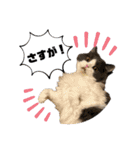 猫のだいふく＆こふく スタンプ（個別スタンプ：24）