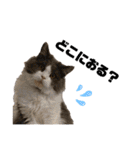 猫のだいふく＆こふく スタンプ（個別スタンプ：26）