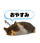猫のだいふく＆こふく スタンプ（個別スタンプ：27）