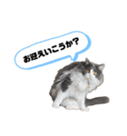 猫のだいふく＆こふく スタンプ（個別スタンプ：29）