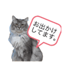 猫のだいふく＆こふく スタンプ（個別スタンプ：32）