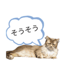 猫のだいふく＆こふく スタンプ（個別スタンプ：33）