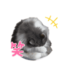 猫のだいふく＆こふく スタンプ（個別スタンプ：35）
