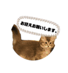 猫のだいふく＆こふく スタンプ（個別スタンプ：38）