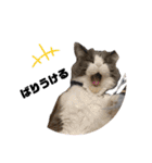 猫のだいふく＆こふく スタンプ（個別スタンプ：39）