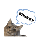 猫のだいふく＆こふく スタンプ（個別スタンプ：40）