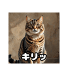 ふとった茶トラのネコ（個別スタンプ：24）