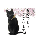 保護猫出身くろねこジジさん春スタンプ（個別スタンプ：2）