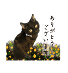 保護猫出身くろねこジジさん春スタンプ（個別スタンプ：3）