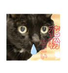保護猫出身くろねこジジさん春スタンプ（個別スタンプ：5）