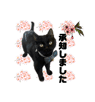 保護猫出身くろねこジジさん春スタンプ（個別スタンプ：11）