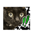 保護猫出身くろねこジジさん春スタンプ（個別スタンプ：19）