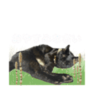 保護猫出身くろねこジジさん春スタンプ（個別スタンプ：21）