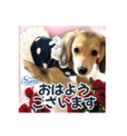 ダックスパピーSaraちゃん1（個別スタンプ：1）