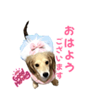 ダックスパピーSaraちゃん1（個別スタンプ：2）