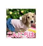 ダックスパピーSaraちゃん1（個別スタンプ：3）