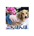 ダックスパピーSaraちゃん1（個別スタンプ：5）
