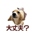 ダックスパピーSaraちゃん1（個別スタンプ：7）
